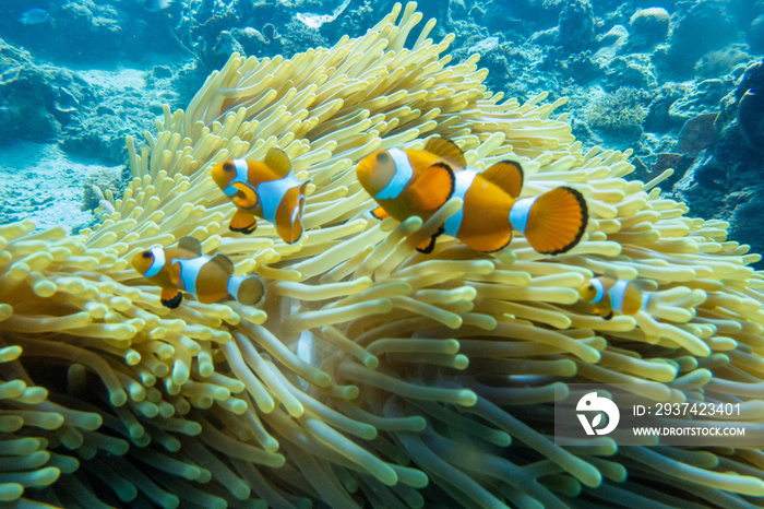 フィリピンのパラワン州エルニドでダイビングをしている風景 Scenery of diving in El Nido, Palawan, Philippines. 