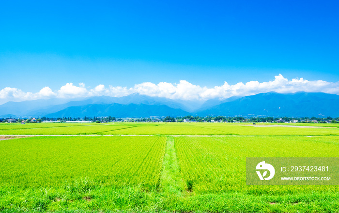 夏の信州　安曇野の田園風景