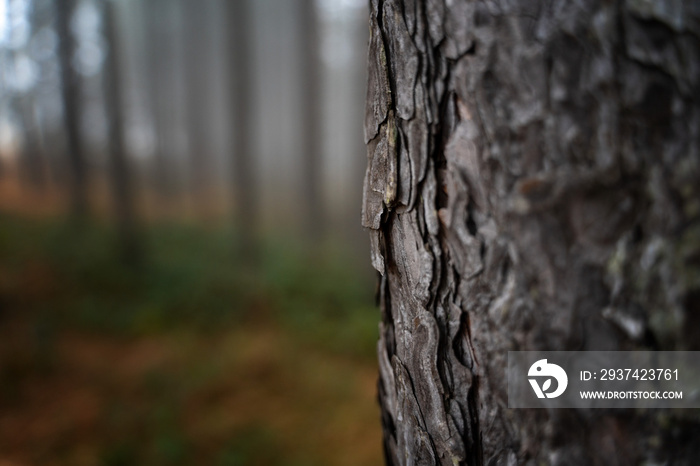 Pine trunk in the forest close up, natural eco background and texture minimalistic image