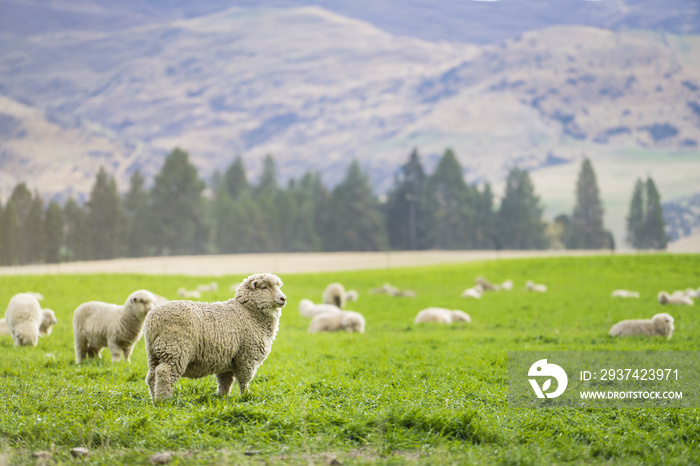 Sheep in New Zealand