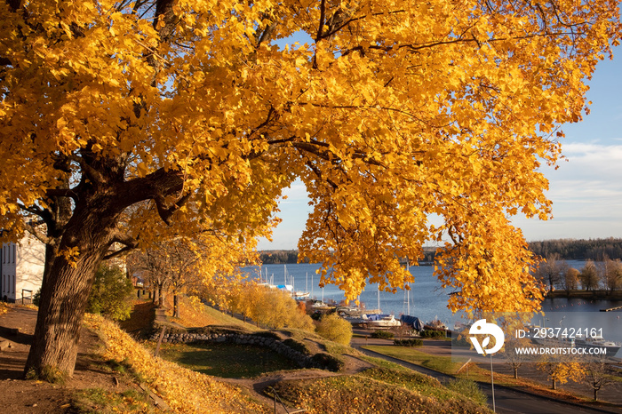 yellow maple tree autumn foliage in city park, Lappeenranta Finland