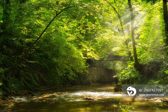 Flowing stream in the autumn forest