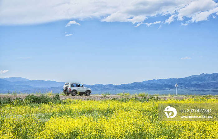 car in front of a field of yellow flowers