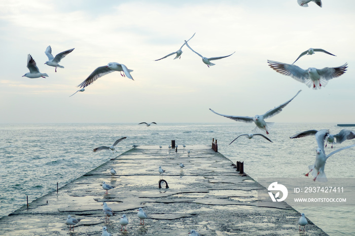 Sea gulls flying over pier