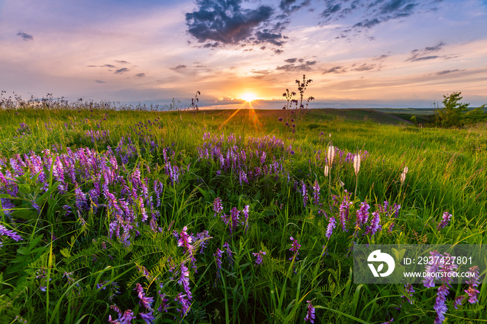 Summer landscape with flowers on sunset