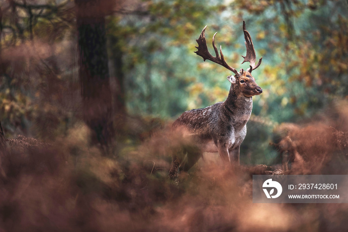 Fallow deer buck with big antlers in autumn forest. North Rhine-Westphalia, Germany