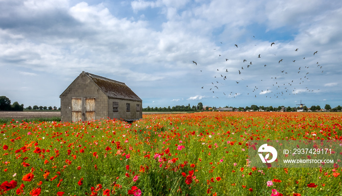 Field with vivid poppies with old barn and birds in flight