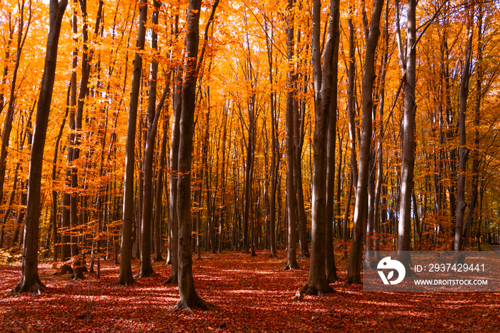 Autumn forest with footpath leading into the scene. Autumn background. Copy space. Soft focus