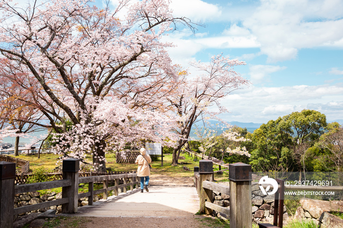日本滋贺市的伊科内城堡春季樱花