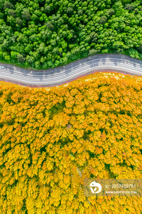 黄色的秋季和绿色的夏季森林被蜿蜒的道路隔开。无人机垂直鸟瞰图