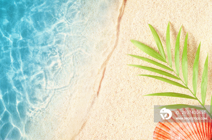 绿色棕榈叶和贝壳的夏季背景。海滩纹理。复制空间。俯视图