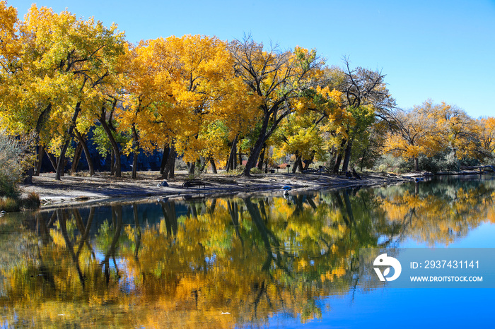 Cottonwood trees, Corn Lake in Fall, Grand Junction, Colorado