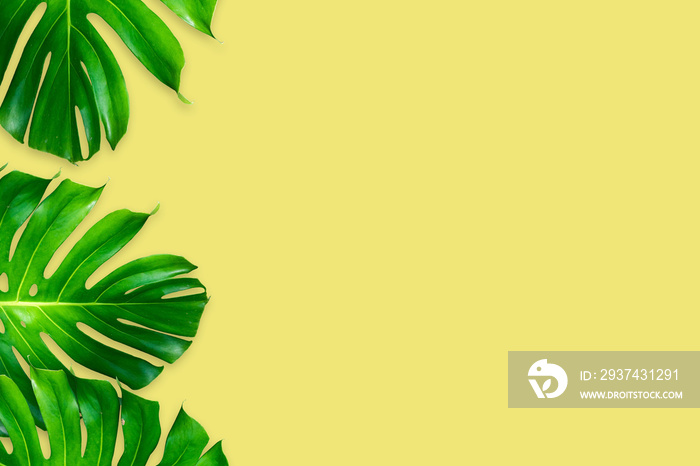 monstera leaves isolated on yellow color background