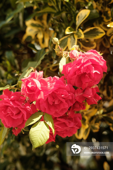 pink roses in garden