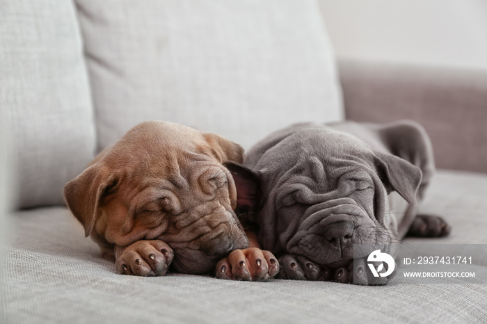 Cute puppies sleeping on sofa