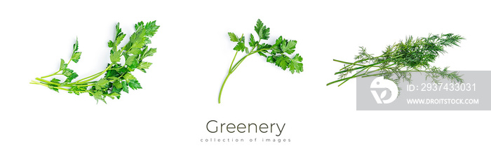 Greenery. Sprigs of parsley on a white background. Macro photo.