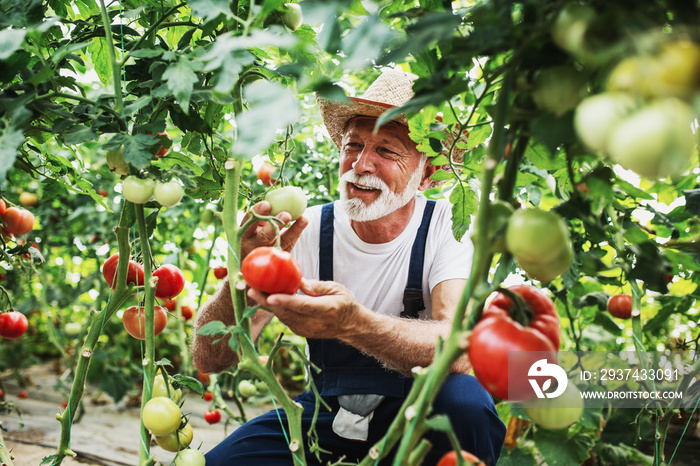 Mature farmer at work in greenhouse