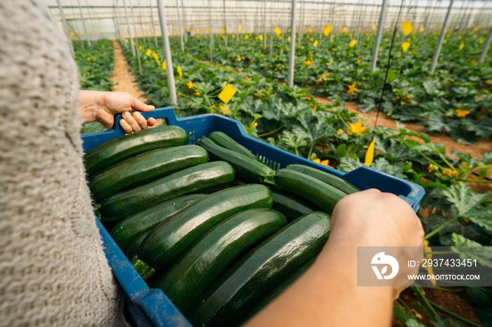 Young woman worker in greenhouse holding box of zucchini organic in greenhouse.