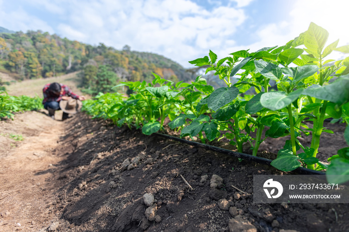 Rows of young of potato plants with a man standing in background in the rural kitchen garden.