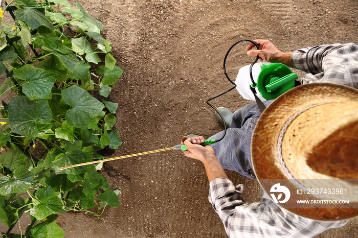 在菜园里工作的农民，在植物上喷洒农药，俯视图和复制空间模板