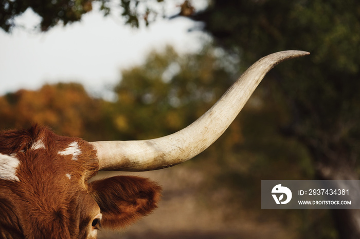 Texas longhorn cow horn close up with autumn color of field blurred in background.