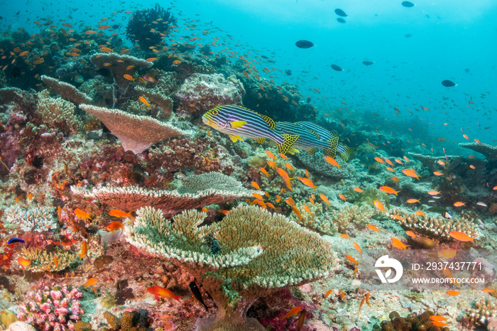 Colorful underwater scene of small fish surrounding coral reef formations