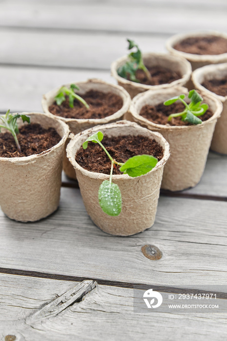 gardening, eco and organic concept - vegetable seedlings in pots with soil on wooden board backgroun