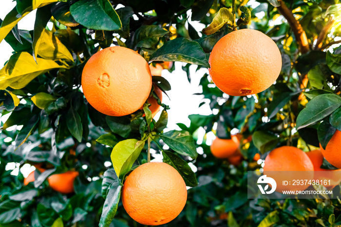 在地中海果园的柑橘树上成熟的橙子。
