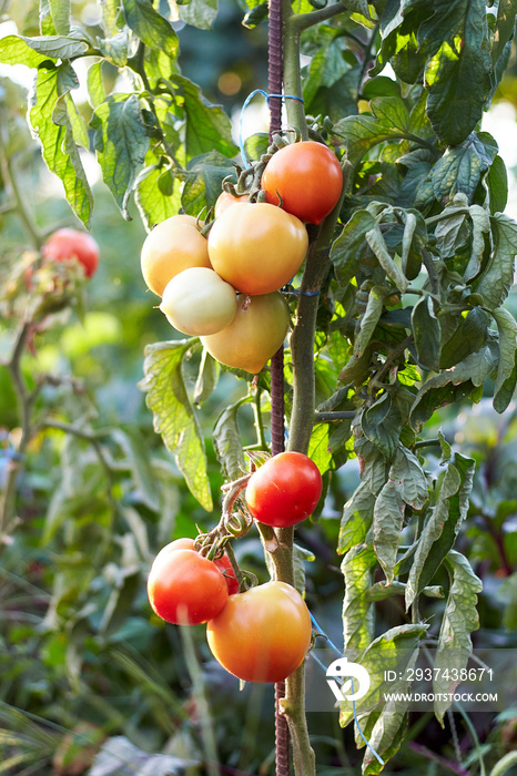 Ripe natural tomatoes growing on a branch in a garden