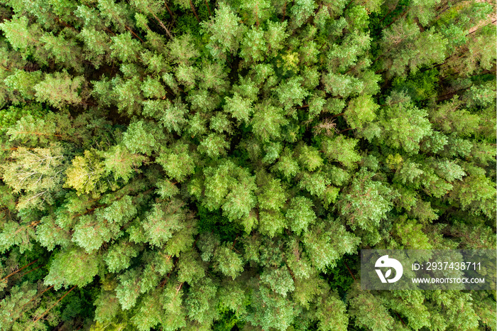 Aerial top down view of green trees. Mixed deciduous and coniferous forest.