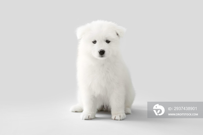 Cute Samoyed puppy on grey background