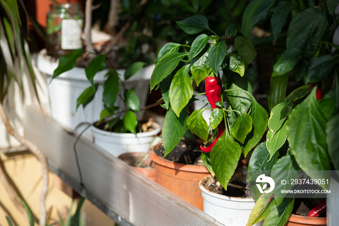 日光下阳台花园里的美味红辣椒健康食品