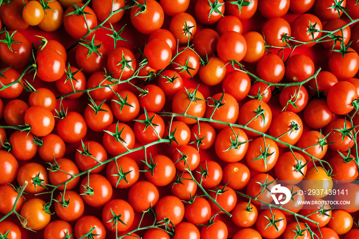 Cherry Tomaten hintergrund panoramma