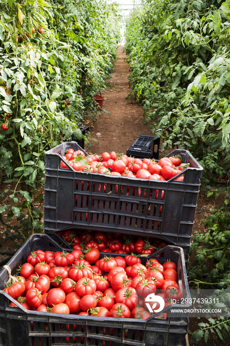 Collection of fresh tomato