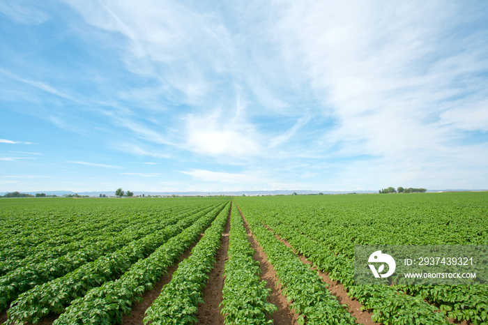 Farmland of potato plants growing in a field.