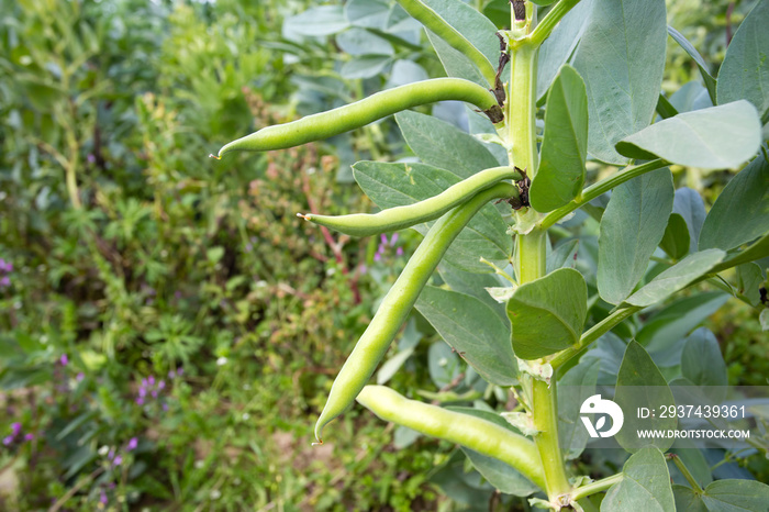  Vicia faba, also known as the broad bean, fava bean or tic bean.