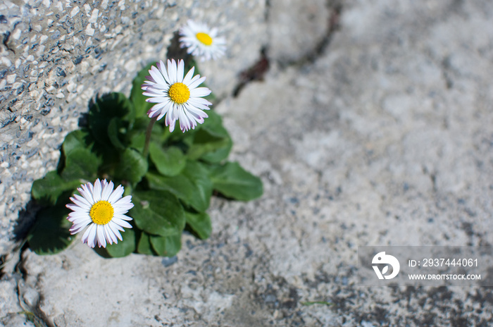 Daisies growing on a stone wall - symbol of strenght