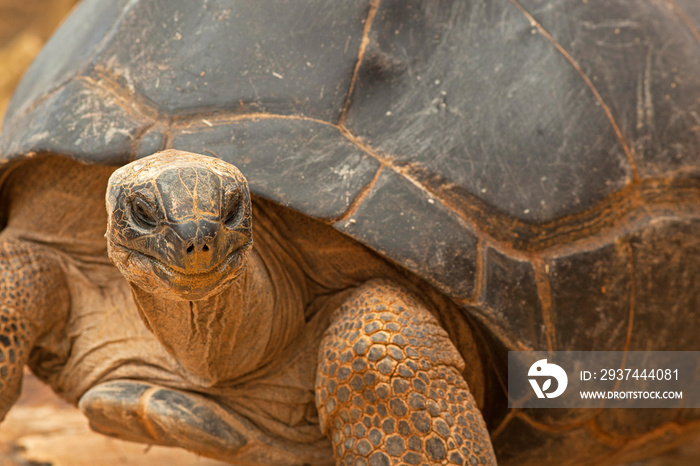 Tortue géante des Seychelles. Océan indien, Seychelles, Praslin island