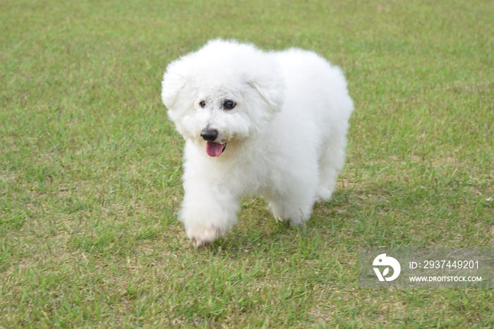 ビション・フリーゼ　老犬　右目白内障　芝生