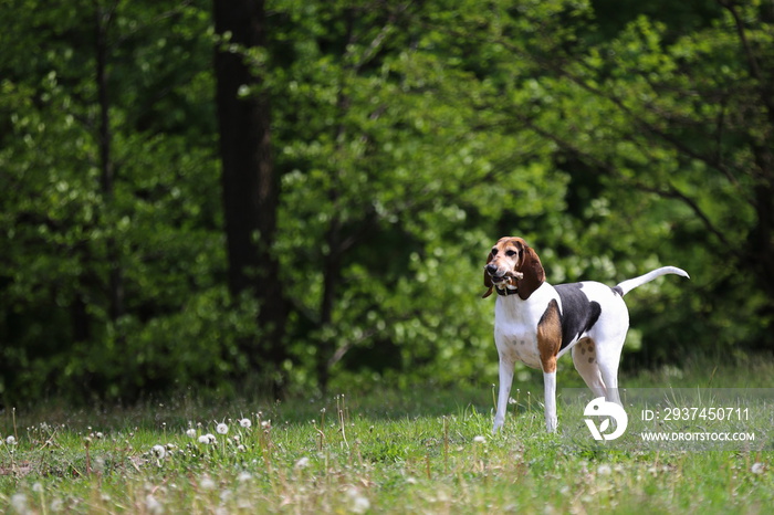 美丽的纯种小猎犬，英国猎狐犬，肖像