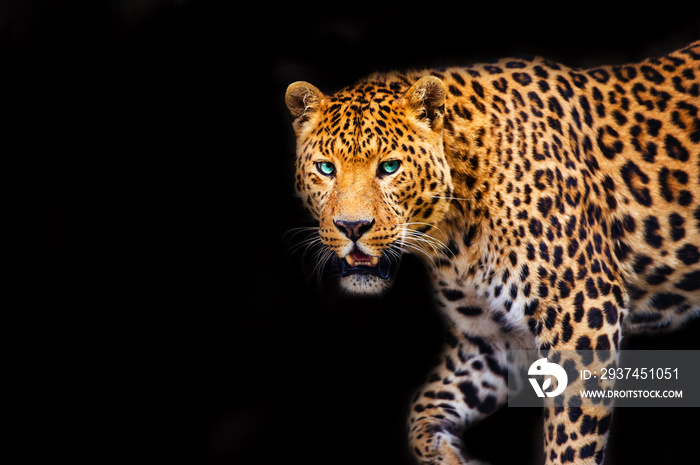 Leopard on black background, beautiful portrait. Animal world. Big cat.