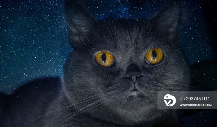 夜晚美丽星空背景下一只黑色可爱猫的梦幻概念