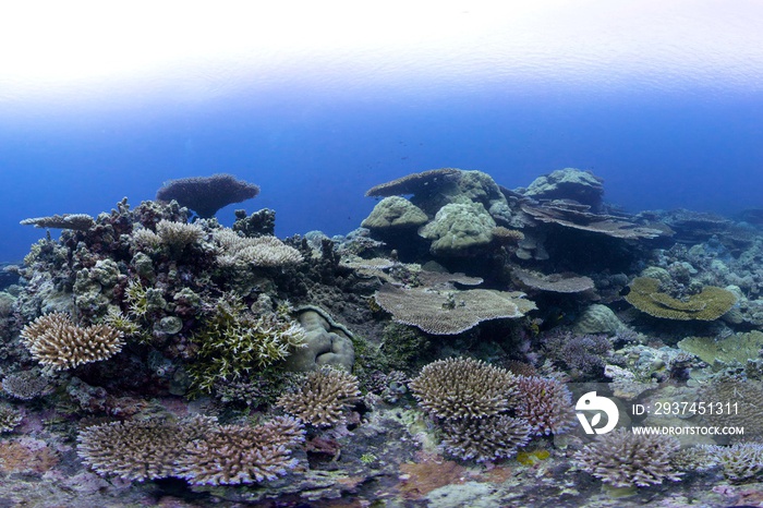 Healthy coral reef