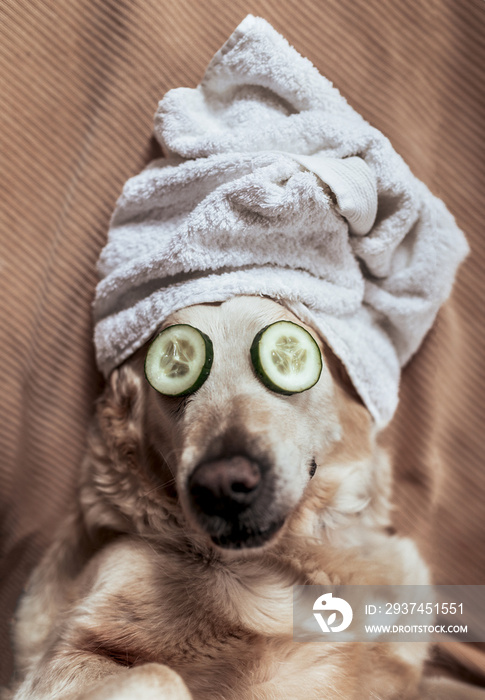 dog with towel on his head and cucumber in his eyes giving himself a beauty session