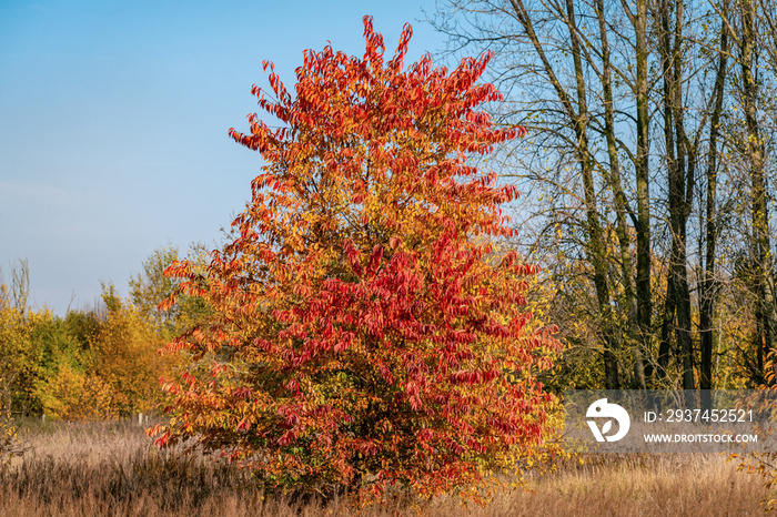 Beautiful red, yellow and orange coloured foliage on a black cherry tree (prunus serotina)