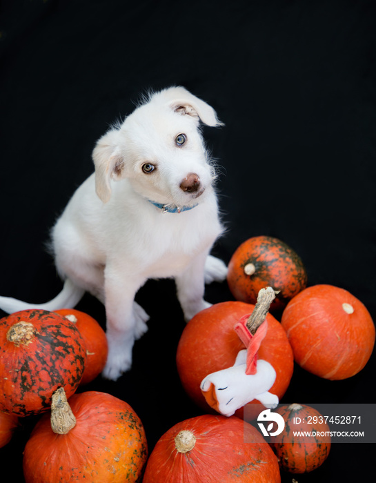 cute white puppy lies on a dark background. Looks up. Nearby there are many beautiful orange pumpkin