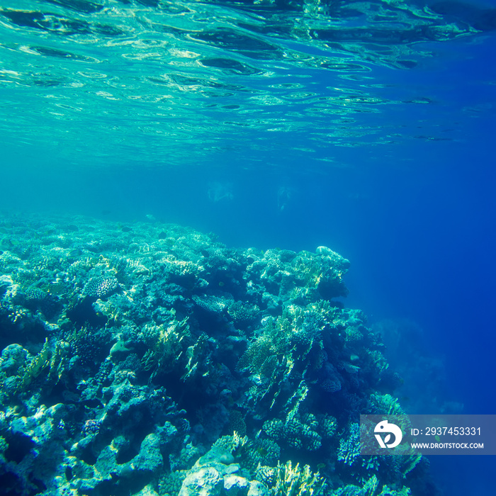 beautiful and diverse coral reef with fish of the red sea in Egypt, shooting under water