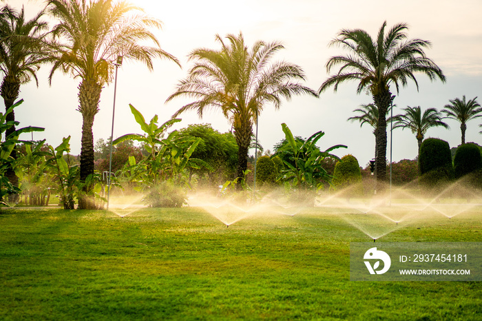 夏日傍晚，草坪洒水车在绿草上喷水。背景是棕榈树