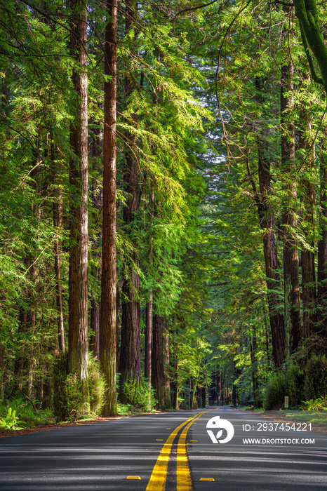 California redwoods windy road during daylight