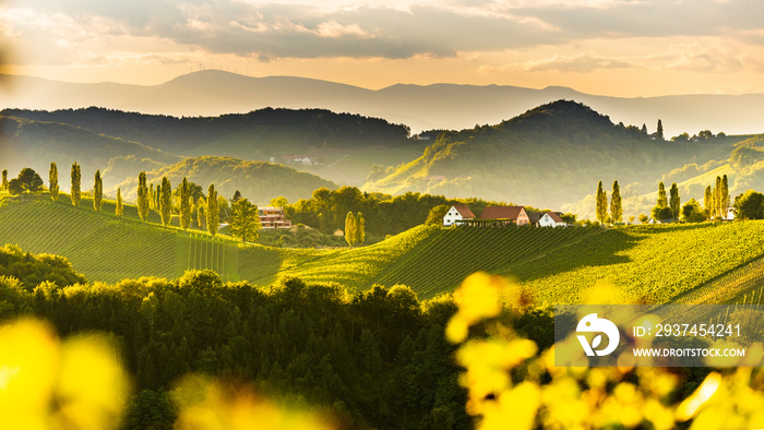 欧洲埃克贝格，奥地利甘利茨附近的南斯泰里亚葡萄园景观。葡萄酒俯瞰葡萄山